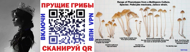 что такое   Мариинск  Псилоцибиновые грибы MAGIC MUSHROOMS 